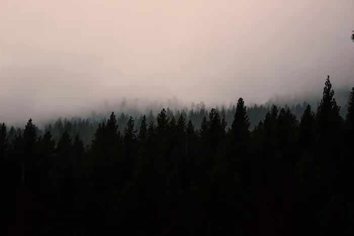 黑色、雾、森林、灰色、丘陵、风景、山脉、粉色