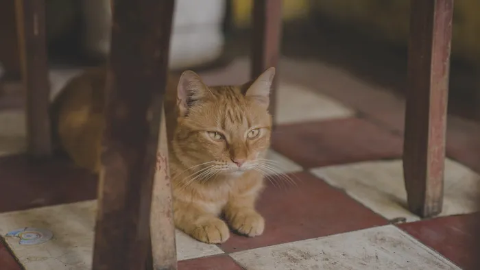椅子下的橙色虎斑猫照片