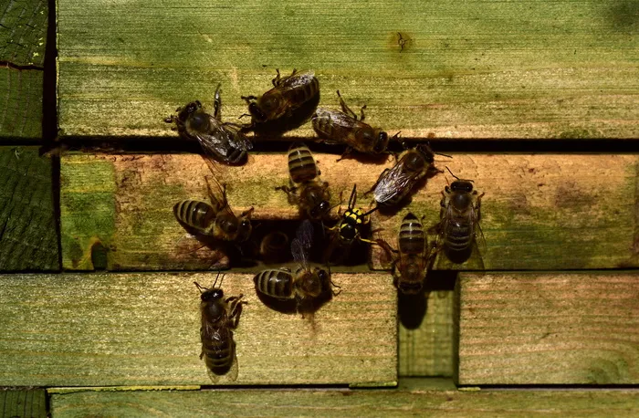 蜜蜂，蜂巢，黄蜂，入侵者，敌人，防御，输入，目标