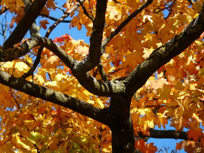 胯部，树枝，美观，秋天，五颜六色，俗艳，深色，黑色
