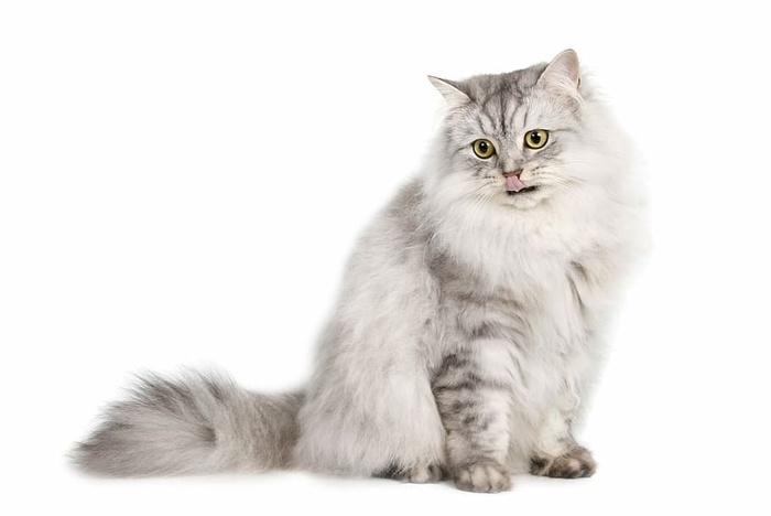 灰色波斯猫猫宠物动物动物猫哺乳动物宠物