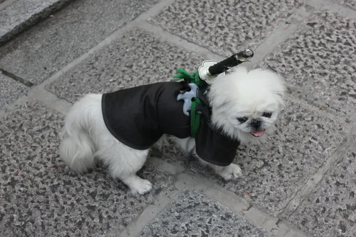 长外套，小狗，黑色，衣服，焦点照片，狗，白色，武士，剑