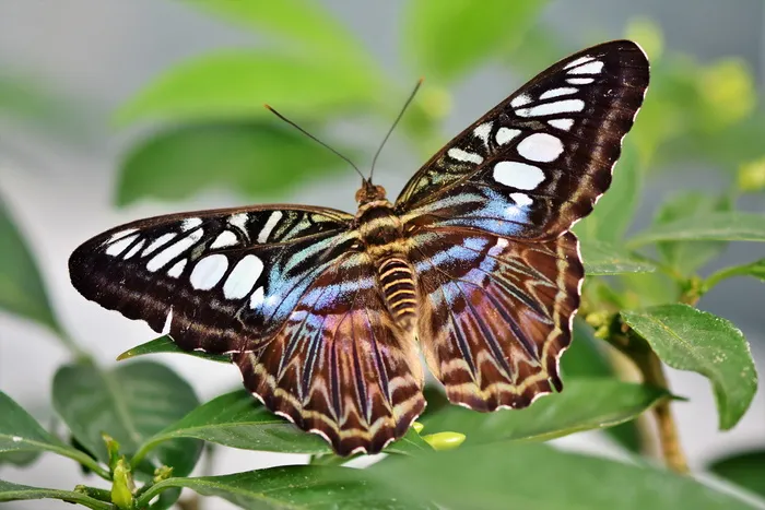 蝴蝶，热带蝴蝶，异国情调，昆虫，翅膀，大蝴蝶，热带蝴蝶，自然