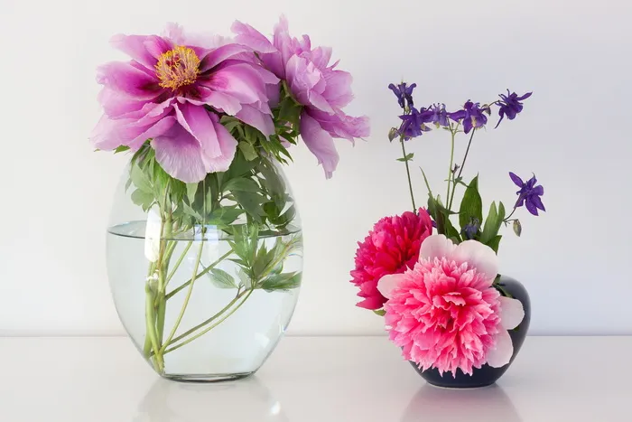 粉色，紫色，花瓣，花瓶，花朵，牡丹，五旬节，自然