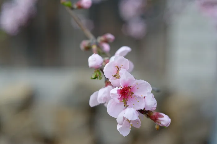 花朵，淡粉色，油桃，花朵油桃，春天，粉色，美味，花朵