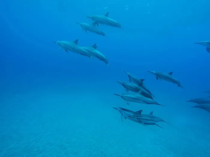 海豚在水下游泳，学校，海豚，照片，水下，海洋，海洋，蓝色