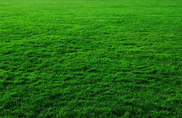 绿色草地，背景，绿色，草地，草坪，绿色植物，绿色背景，绿色