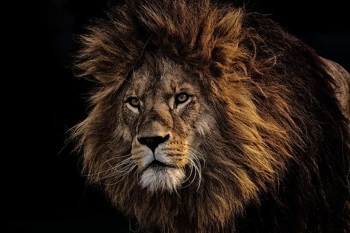 狮子，捕食者，危险，鬃毛，大猫，雄性，动物园，野生动物