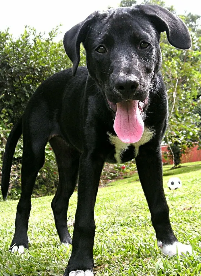 拉布拉多猎犬，小狗，实验室，拉布拉多犬，黑色实验室，黑色拉布拉多犬，狗，狗