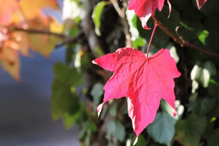 红叶、枫树、槭树、秋天、五彩缤纷、明亮、时令、自然