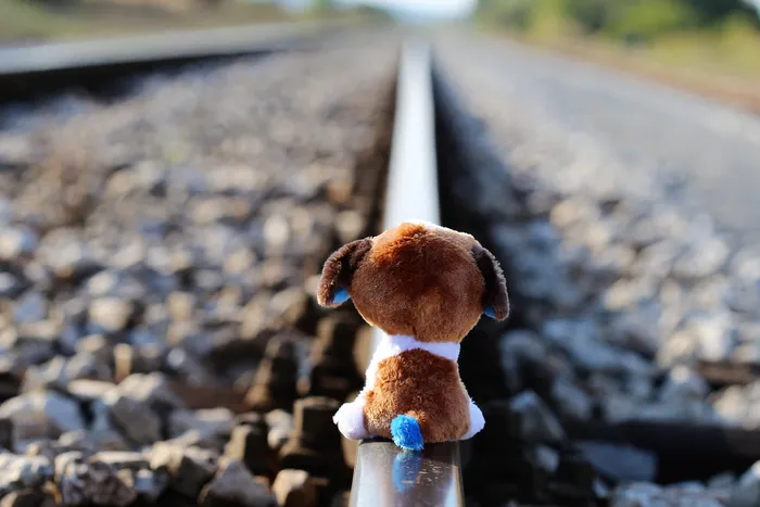 白色、棕色、狗、毛绒、玩具、火车、阻止儿童自杀、泰迪熊等待