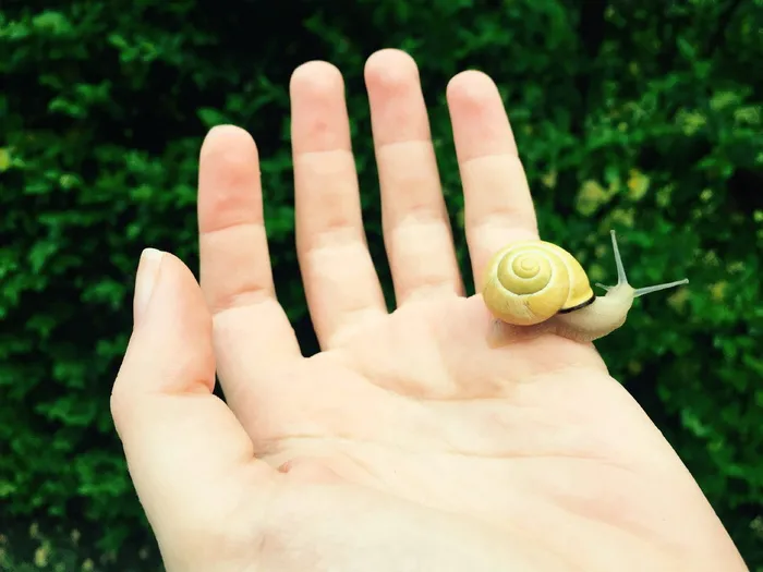 蜗牛，手，自然，普拉托，花园，雨，昆虫，螺旋