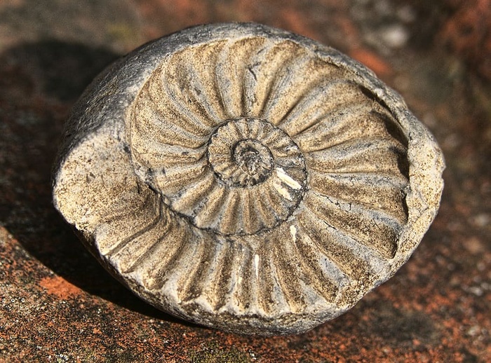 菊石化石蜓类图片