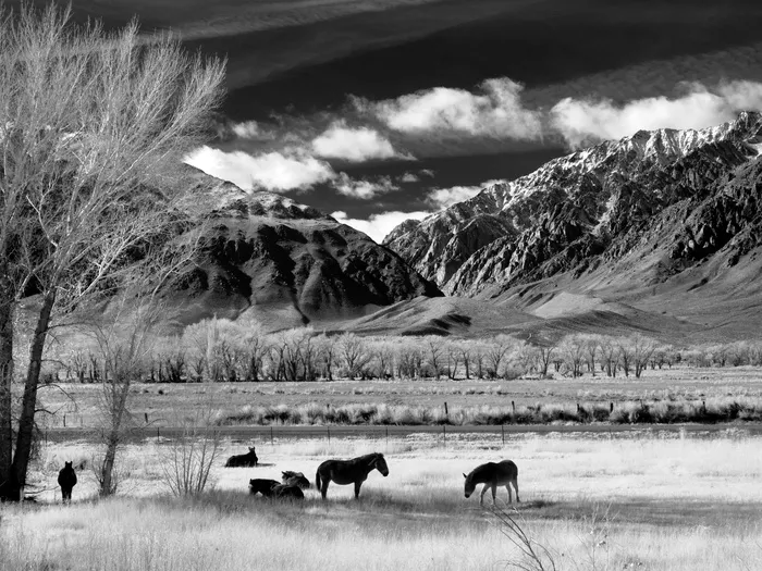灰色，比例照片，动物，山，树，灰色，照片，马