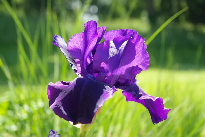 鸢尾，开花，开花，深紫色，花，紫色，紫色，明亮