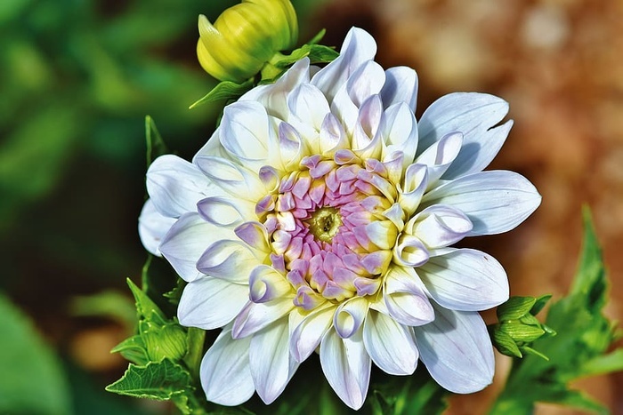 大丽花 大丽花芽 花 插花 花束 芽 大丽花花园 花园植物 菜鸟图库