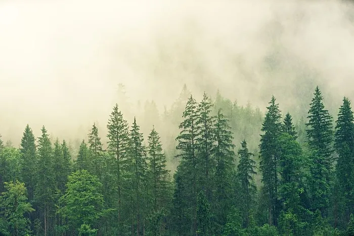 雾，针叶林，云杉，森林，绿色，无色，自然，树木