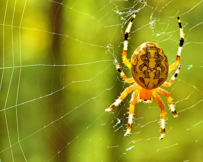 蜘蛛，蜘蛛网，夜蛾，昆虫，自然，蛛形纲动物，织球，动物主题
