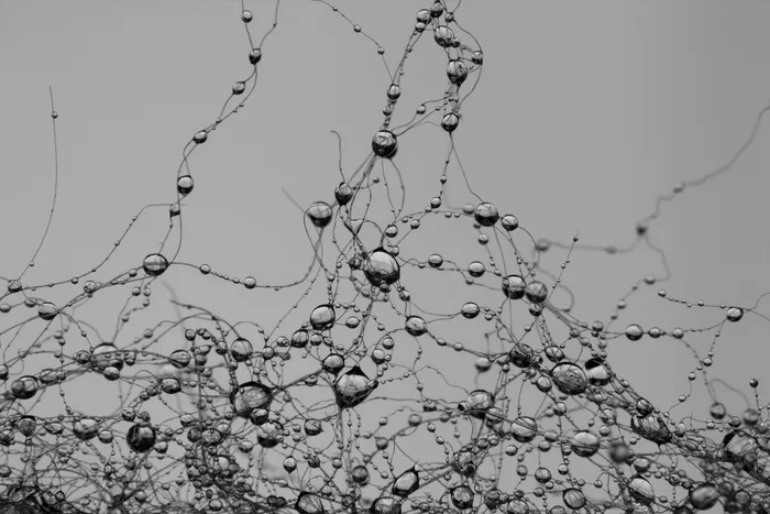 灰度摄影，水露，水滴，网络，突触，珍珠，灰色，雨滴