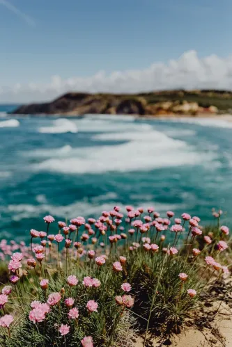 生长在葡萄牙海边的一簇粉红色的花