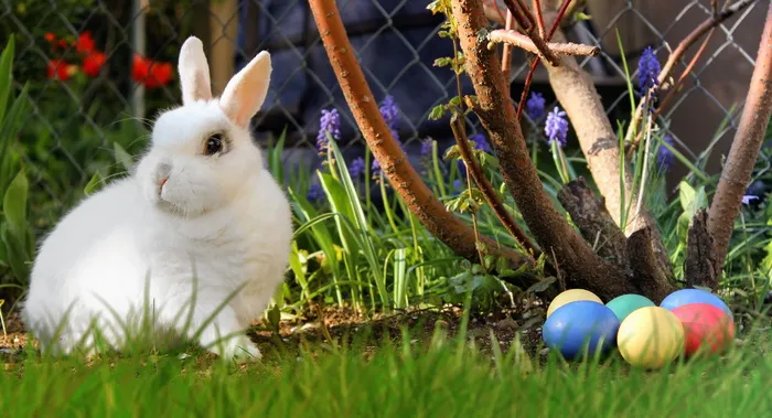 白色，兔子，各色复活节彩蛋，白兔，彩色，复活节，兔子，复活节彩蛋