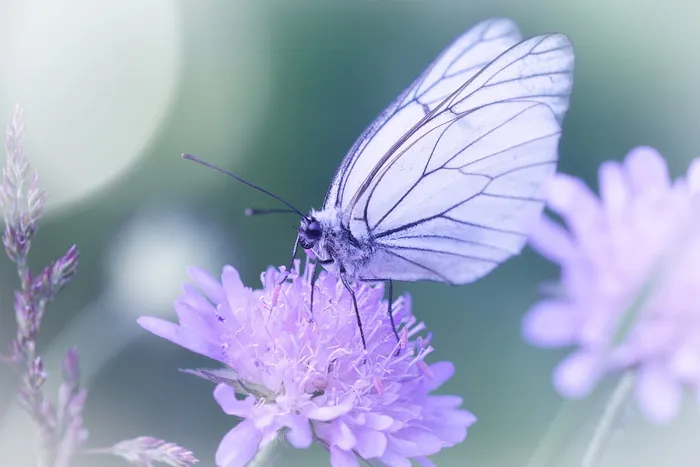 白色，蝴蝶，紫色，花瓣花，白色蝴蝶，昆虫，动物，花