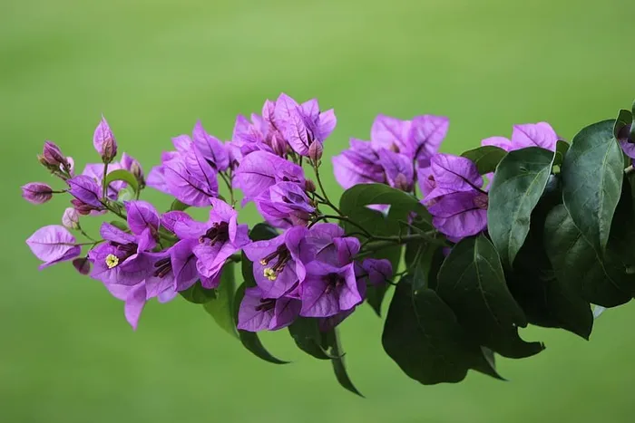 照片，紫罗兰花，紫罗兰，花，花，树，草，植物