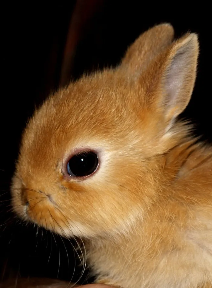 特写，照片，棕色，兔子，兔子宝宝，宠物，甜甜的，一只动物