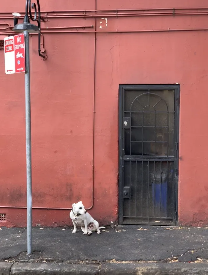白色的小狗坐在红墙前，门是黑色的