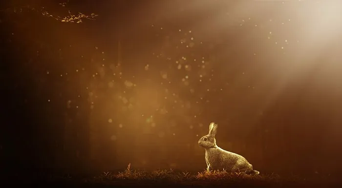 兔子，草地壁纸，野兔，森林，自然，动物，哺乳动物，野生动物