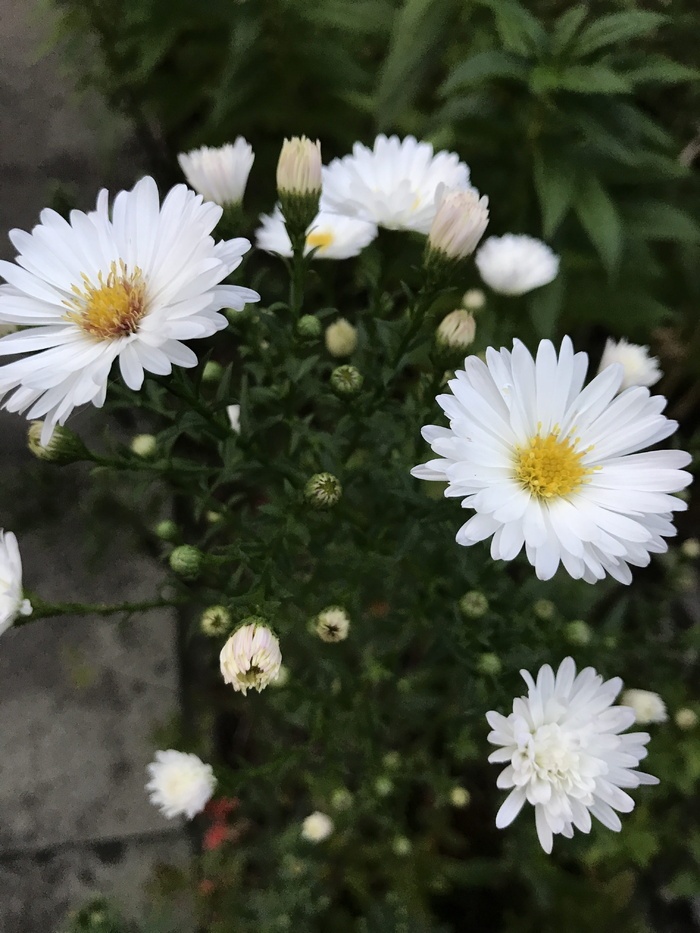 白紫苑 秋花 白 紫苑 花 紫苑 秋 植物 菜鸟图库