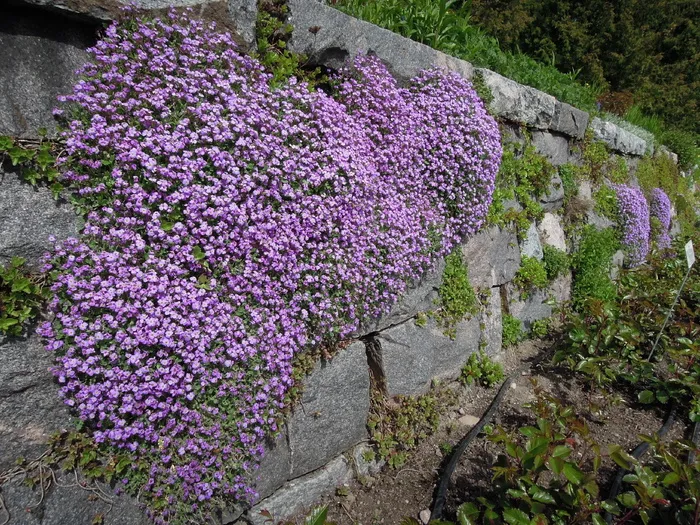 花，冬季花园，赫尔辛基，冬季花园、芬兰语、墙、旧、紫色