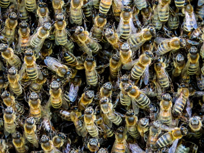 蜂巢照片，动物，昆虫，蜜蜂，蜂巢，蜂蜜，翅膀，会议
