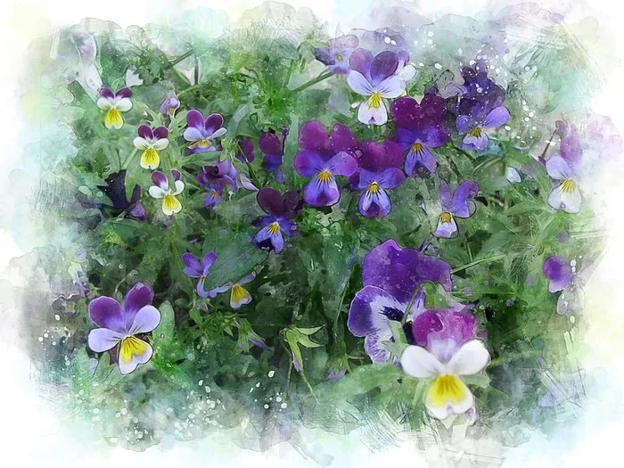 绘画，三色，紫罗兰花，紫罗兰，花，多色，花园，夏天