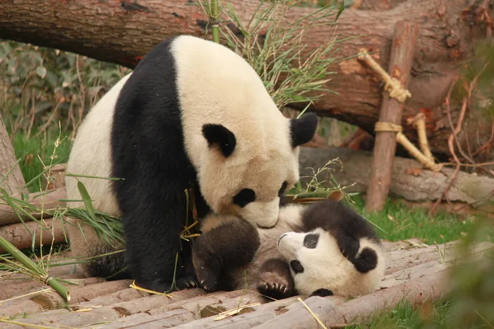 熊猫和幼崽玩耍的照片