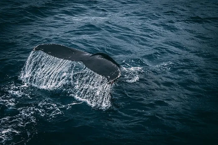 水面上的鲸鱼尾巴照片
