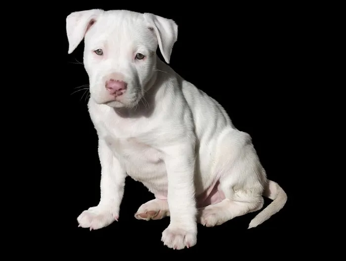短毛白色小狗，可爱，白色，小狗，狗，斗牛犬，斗牛犬，斯塔福德郡