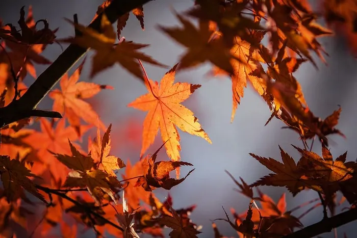 枫树叶子地段，秋叶，日本，自然，枫树，红色，秋天，叶
