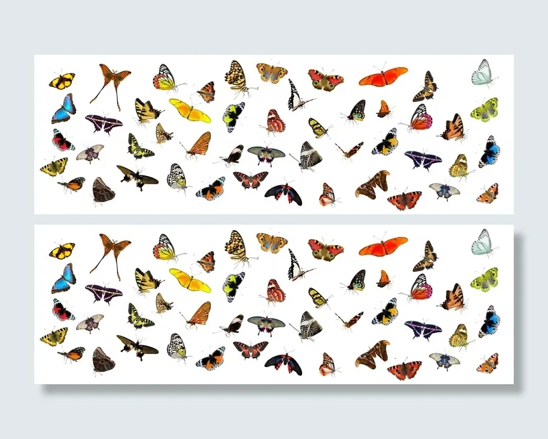 各色蝴蝶，动物，蝴蝶，蝴蝶，昆虫，翅膀，飞，扑动