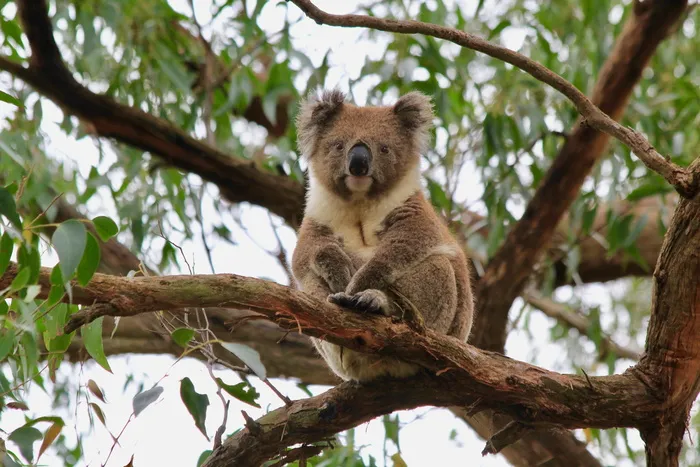 考拉，考拉熊，澳大利亚，动物，可爱，有袋动物，可爱，桉树