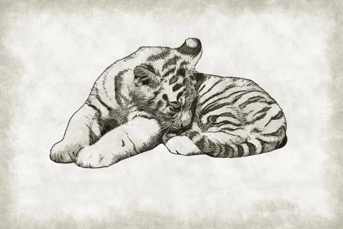 老虎素描、老虎、幼崽、可爱、野生、野生动物、婴儿、猫