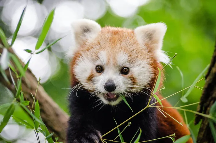 可爱，动物，可爱，草，小熊猫，野生动物，熊猫-动物，哺乳动物