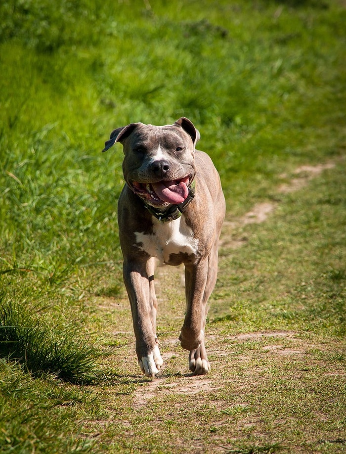 狗种族跑步草地动物宠物斯塔福德阿姆斯塔夫