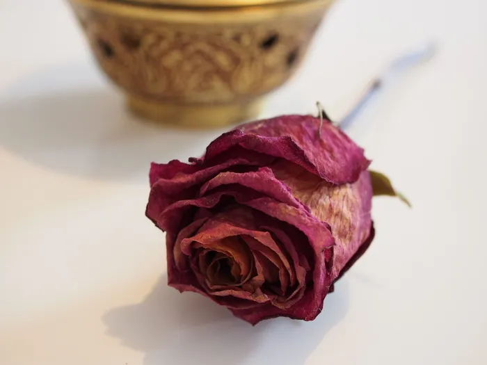 玫瑰、干红、爱情、短暂、高贵、欣赏、开花