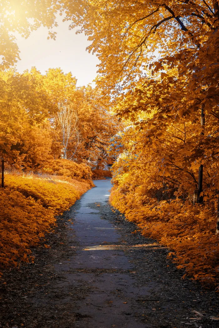秋天树林间小路的照片