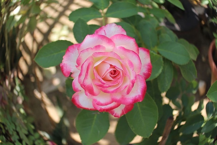 花朵玫瑰花朵粉色白色颜色花园花叶