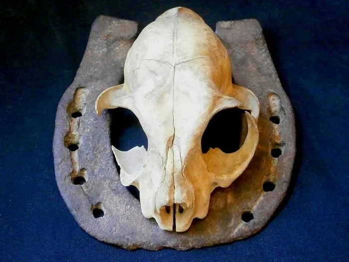 动物头骨，猫，头骨，猫头骨，马蹄铁，带头骨的马蹄铁，动物身体部位，化石