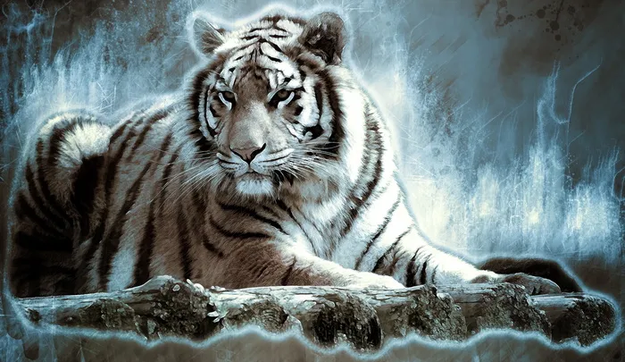 白化虎壁纸，孟加拉虎，老虎，大猫，危险，捕食者，猫，野猫