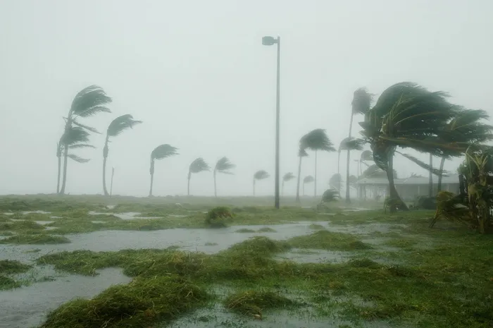 绿色、树叶树、风暴、基韦斯特、佛罗里达、飓风丹尼斯、风、多风