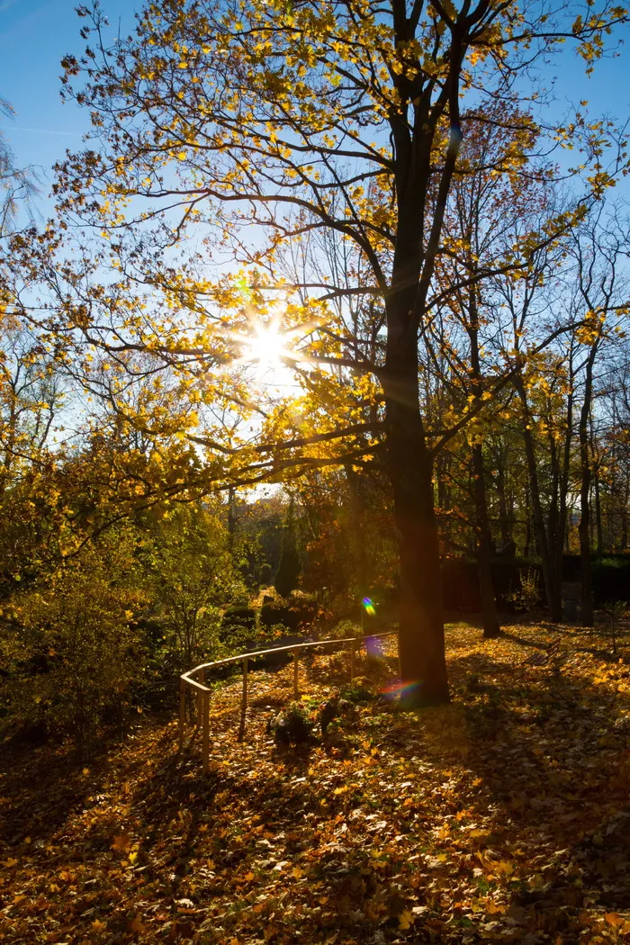 树木、秋天、景观、心情、阳光、阴影、树叶、照明